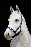 Flair Web Halter Purple Clarke McKenzie