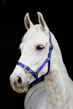 Flair Web Halter Royal Blue Clarke McKenzie